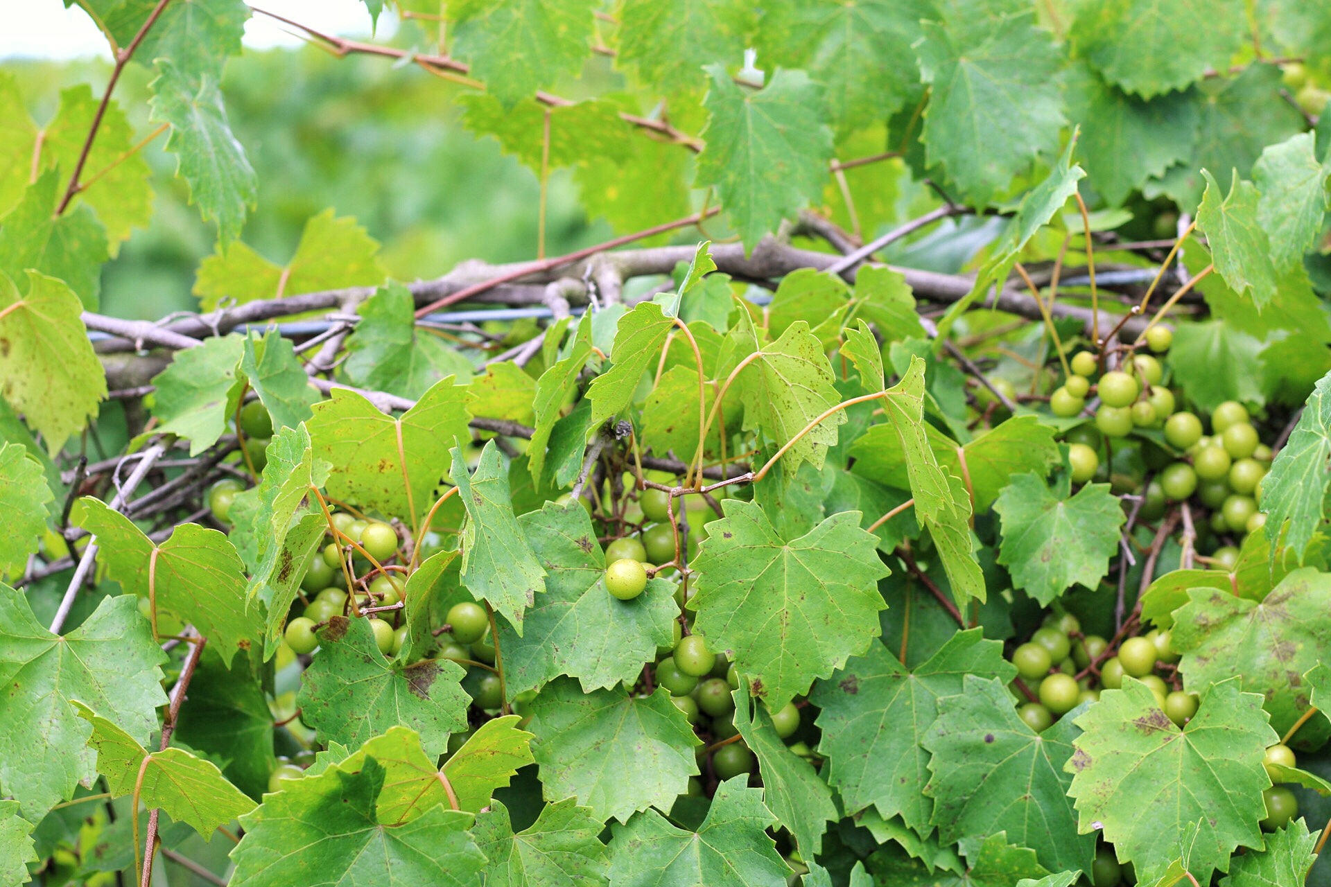 Paulk Vineyards Paulk Vineyards America's muscadine vineyard & winery.