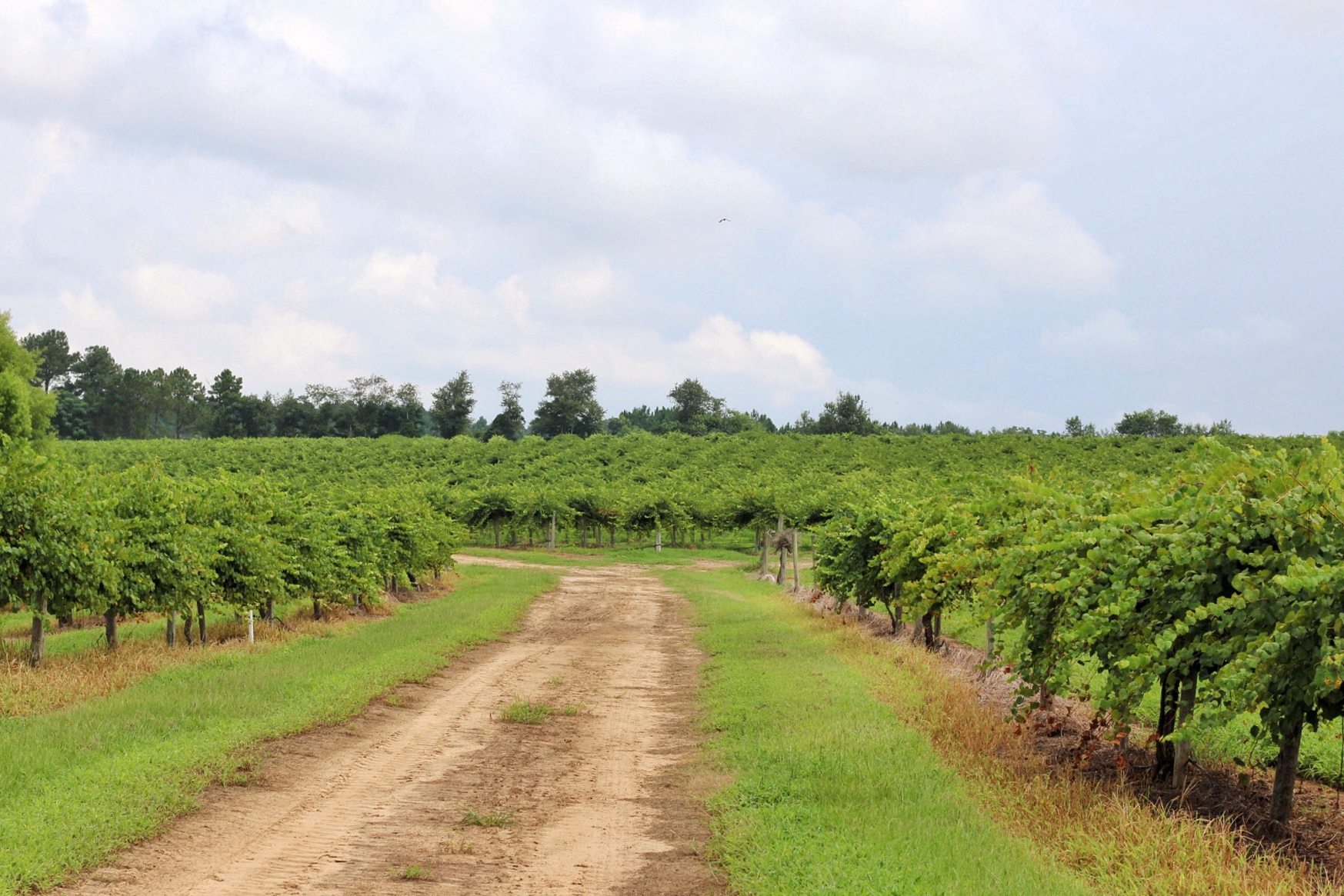 Paulk Vineyards Paulk Vineyards America's muscadine vineyard & winery.