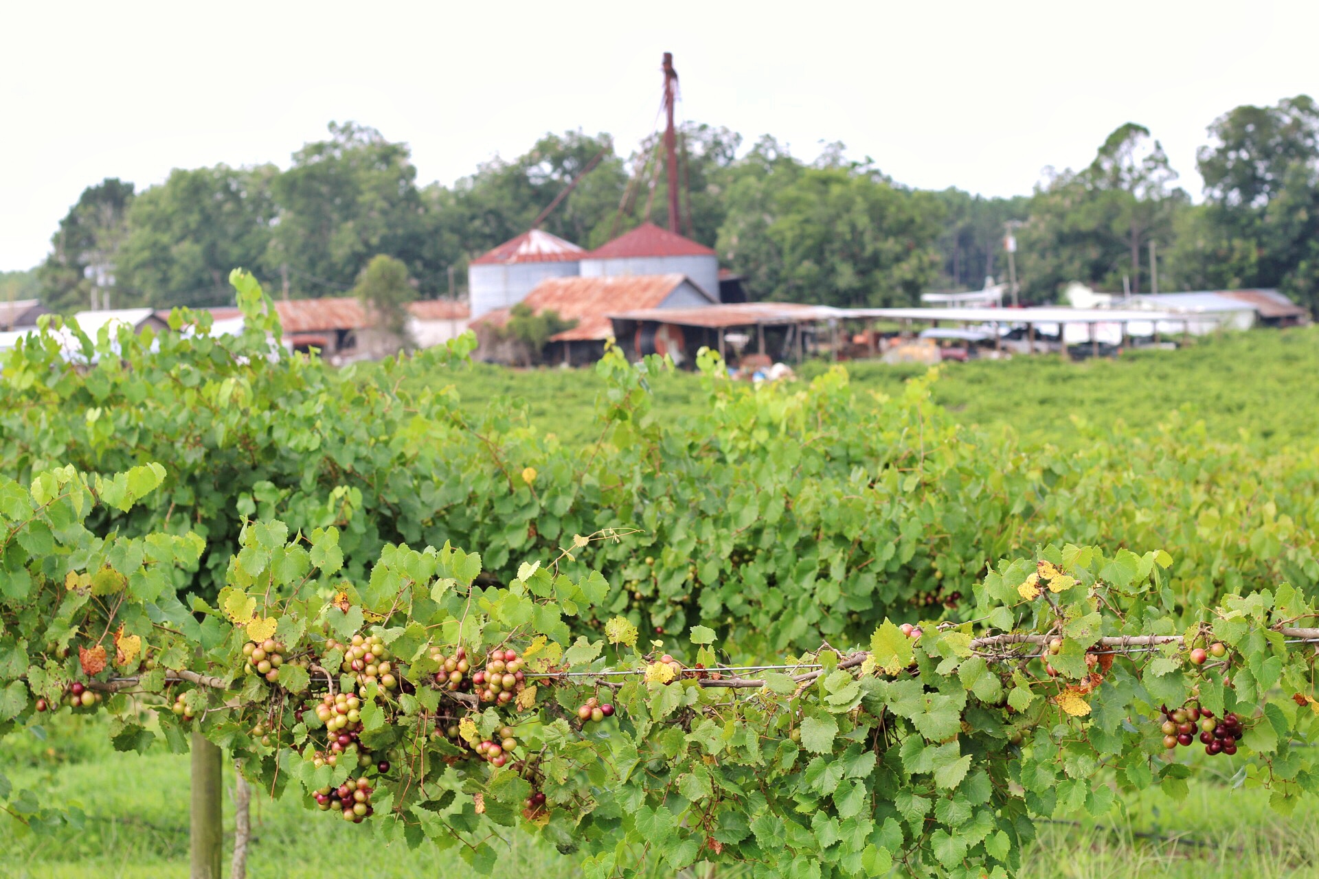 Paulk Vineyards Paulk Vineyards America's muscadine vineyard & winery.